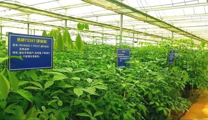 強(qiáng)化為國(guó)種膠使命擔(dān)當(dāng)，以新技術(shù)推廣服務(wù)賦能天然橡膠產(chǎn)業(yè)優(yōu)化升級(jí)